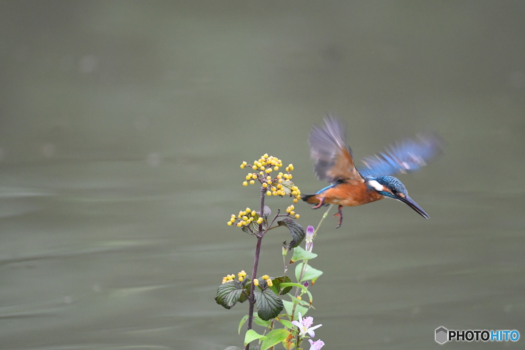 サンザシとカワセミ