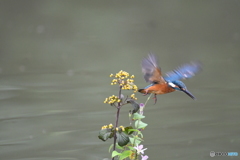 サンザシとカワセミ