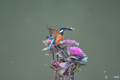 踊り葉ボタンとカワセミ