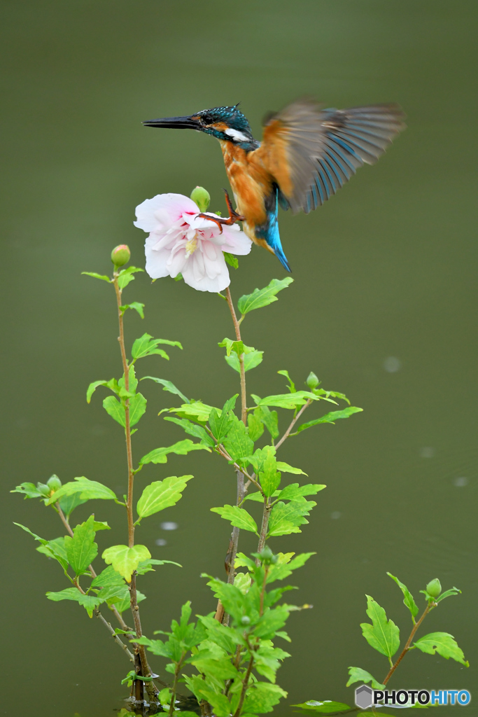 ムクゲとカワセミ