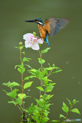 ムクゲとカワセミ