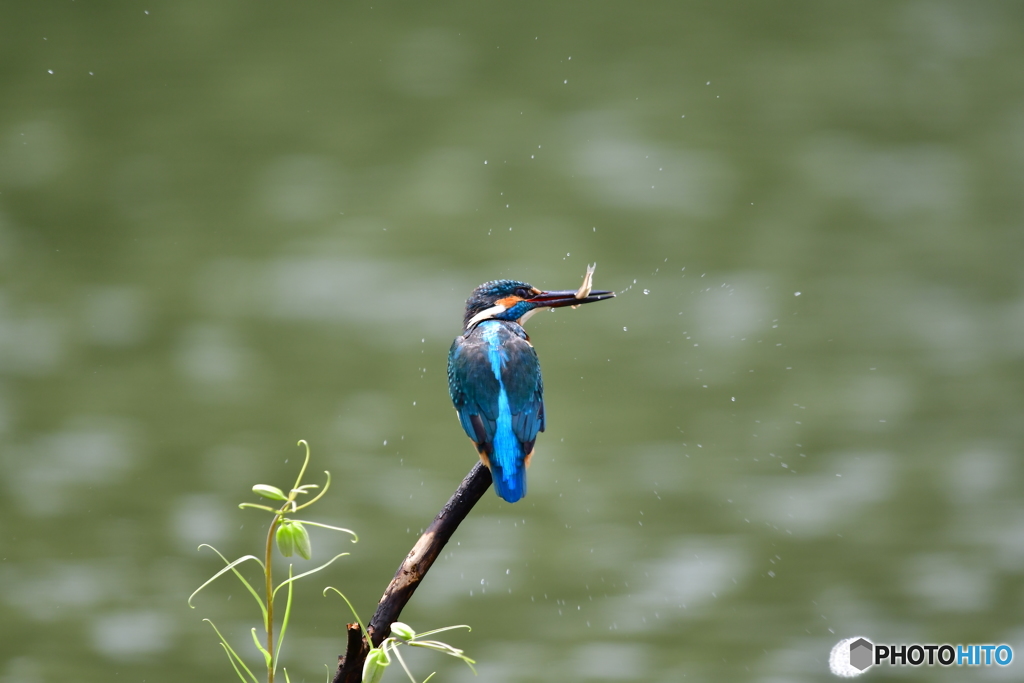 バイモユリとカワセミ