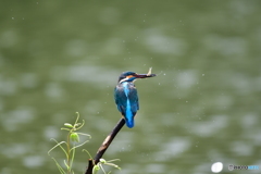 バイモユリとカワセミ