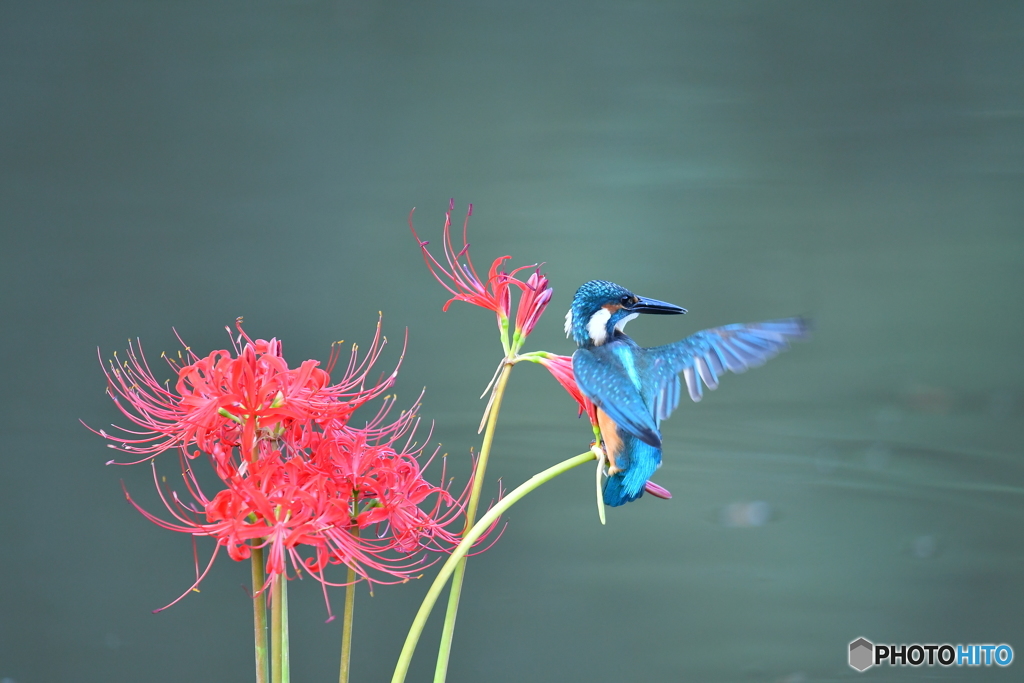 彼岸花とカワセミ
