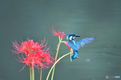 彼岸花とカワセミ