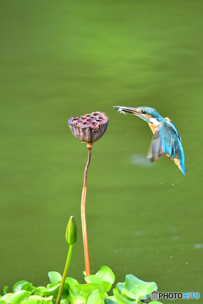 ハスの実とカワセミ