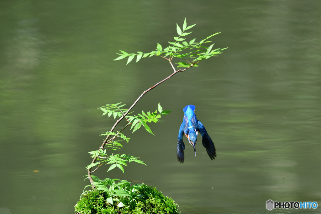 ハゼノキとカワセミ