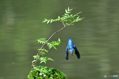 ハゼノキとカワセミ