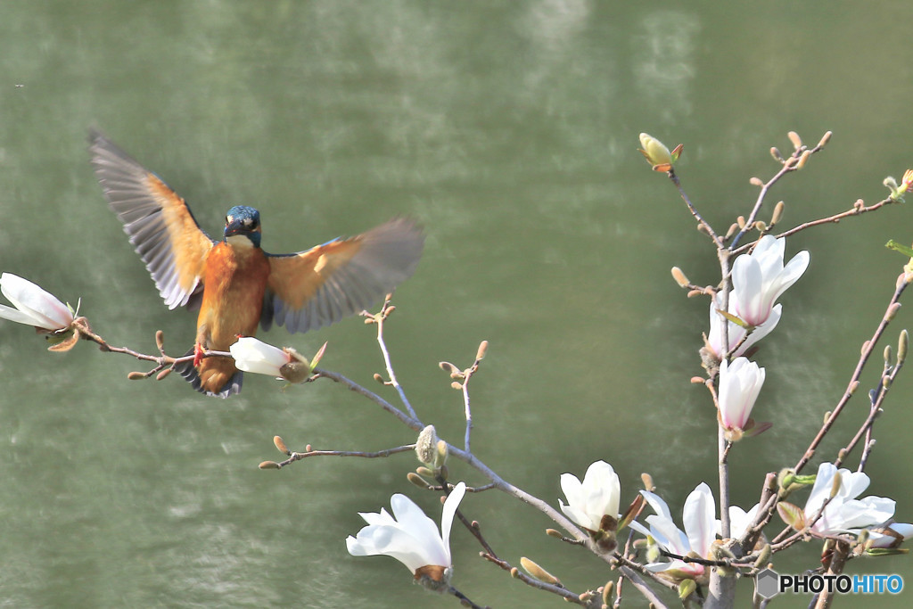 コブシとカワセミ