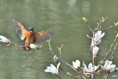コブシとカワセミ