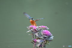 踊り葉ボタンとカワセミ