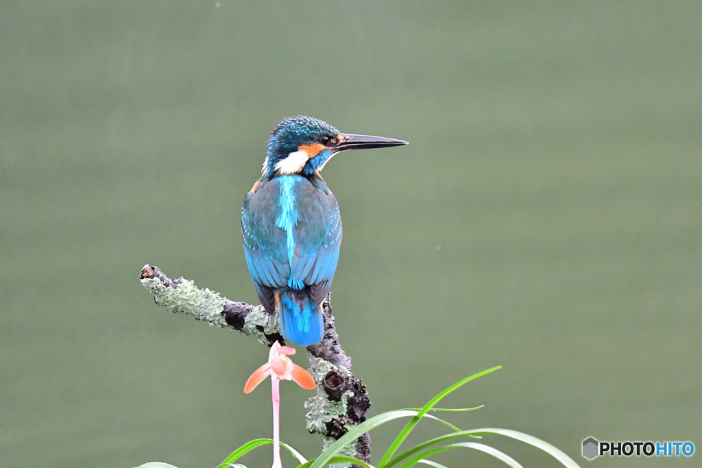 春蘭とカワセミ
