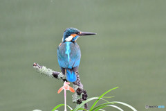 春蘭とカワセミ