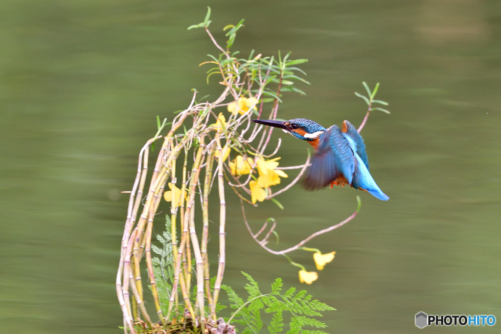 竹葉セッコクとカワセミ