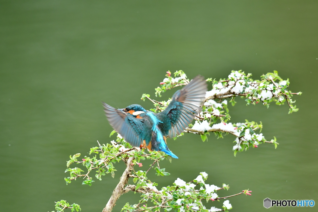 ウグイスカグラとカワセミ