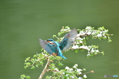 ウグイスカグラとカワセミ