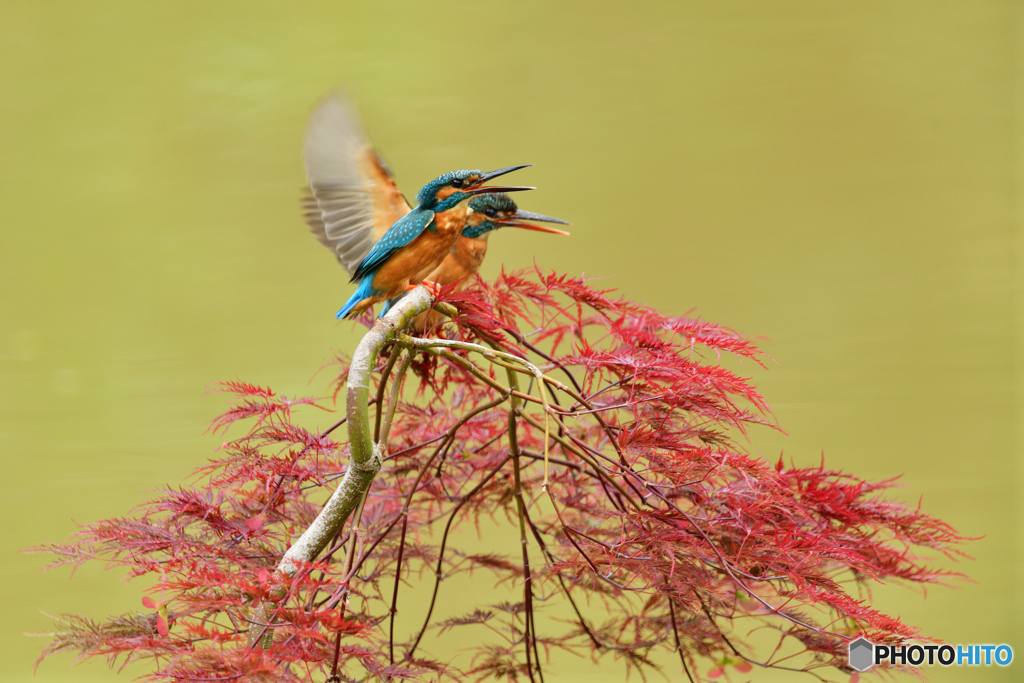 紅葉とカワセミ