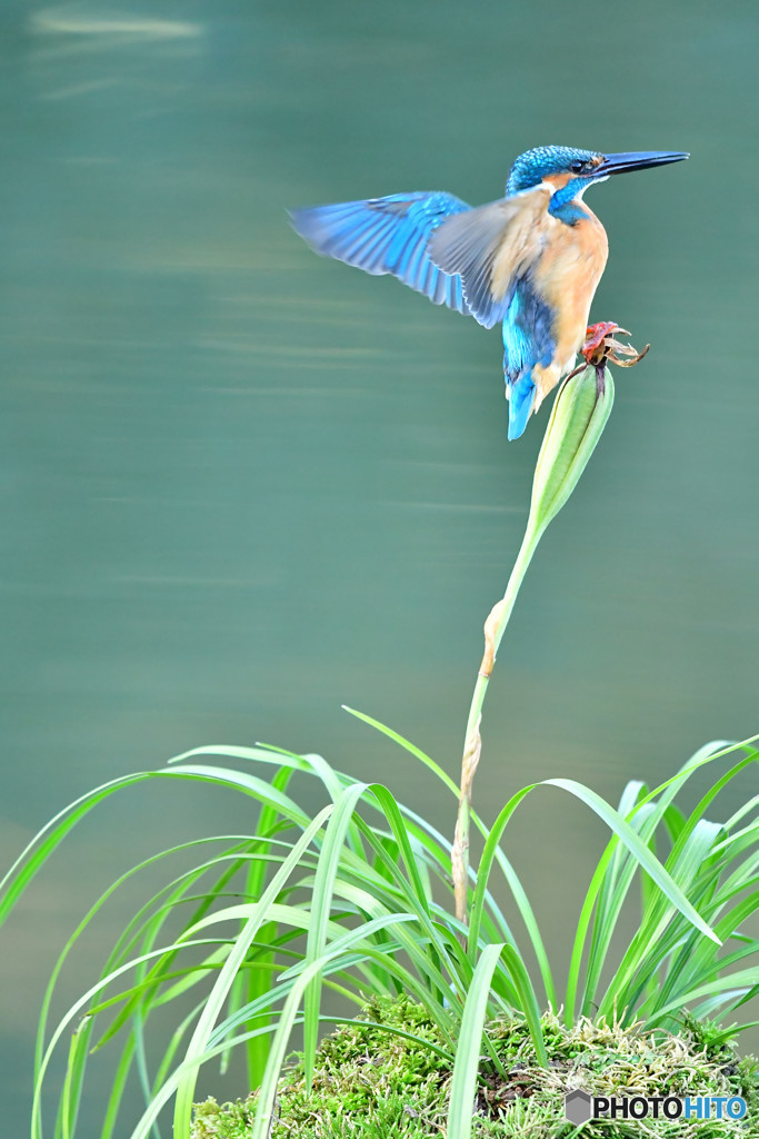 春蘭の実とカワセミ
