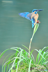 春蘭の実とカワセミ