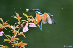 河津桜とカワセミ