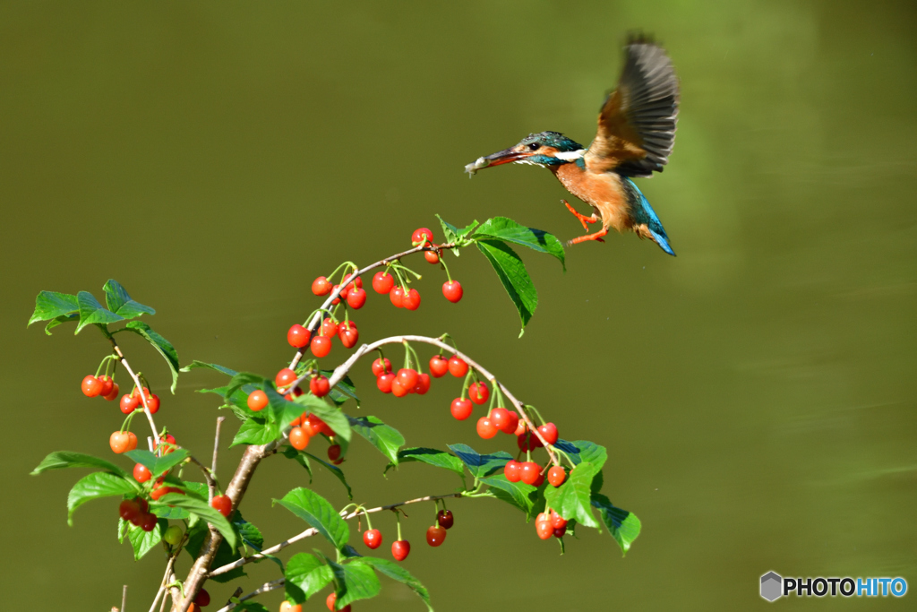 サクランボとカワセミ