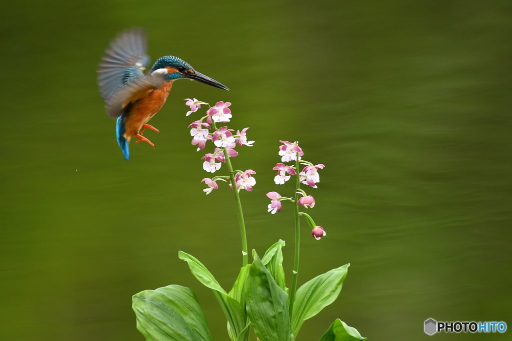 エビネランとカワセミ