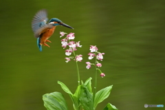 エビネランとカワセミ