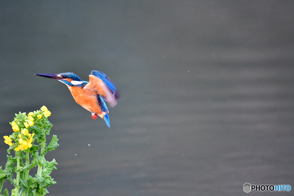 菜の花とカワセミ