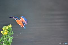 菜の花とカワセミ