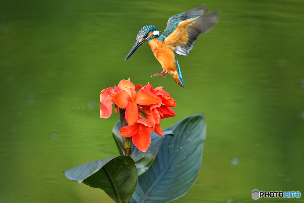 カンナとカワセミ