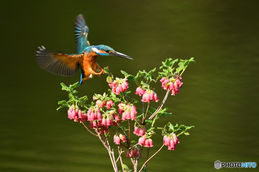 箱根ツリガネツツジとカワセミ