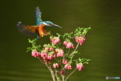 箱根ツリガネツツジとカワセミ