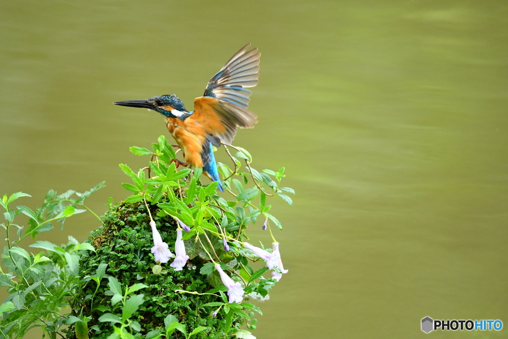 シシンランとカワセミ
