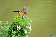 シシンランとカワセミ