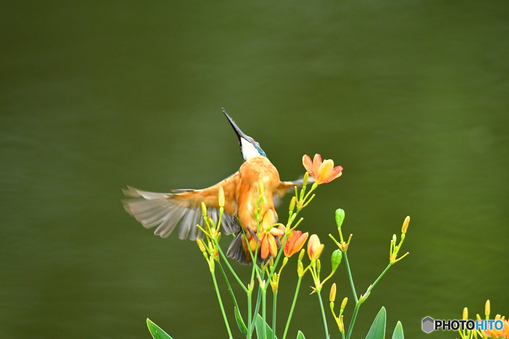 ヒオウギとカワセミ