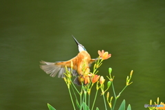 ヒオウギとカワセミ