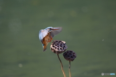 ハスの実とカワセミ