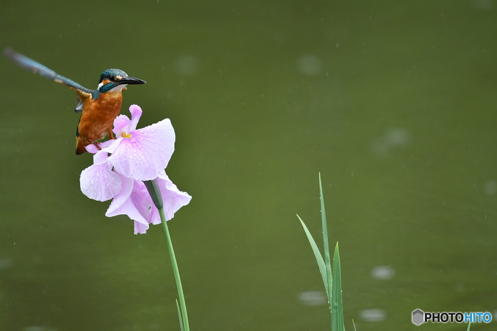花ショウブとカワセミ