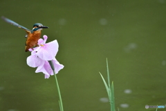 花ショウブとカワセミ