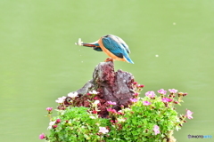 雲間草とカワセミ