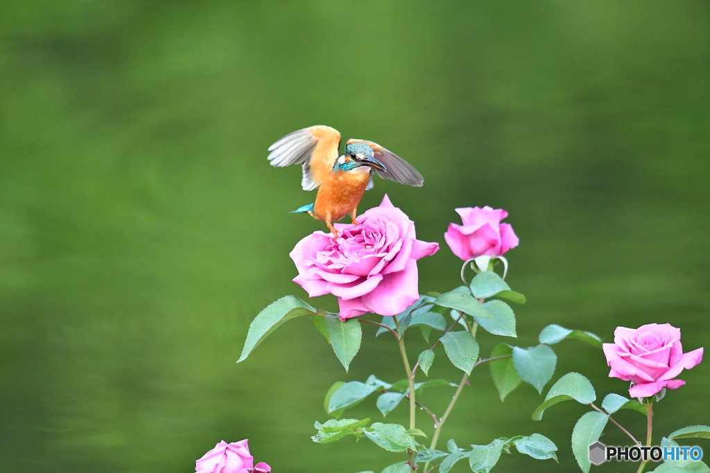 バラとカワセミ