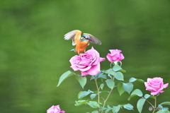 バラとカワセミ