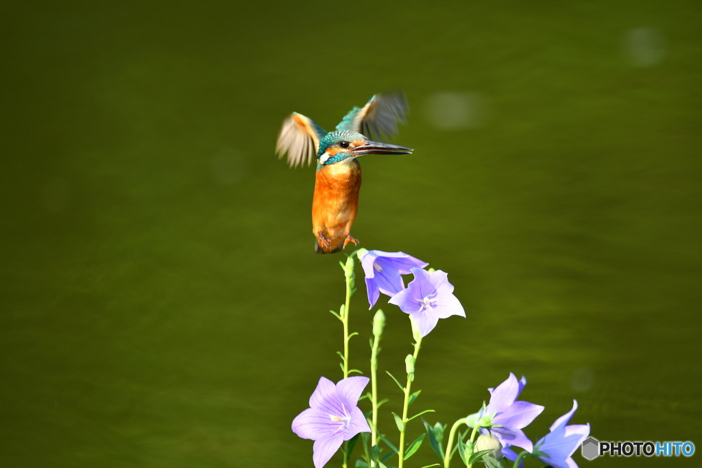 桔梗とカワセミ