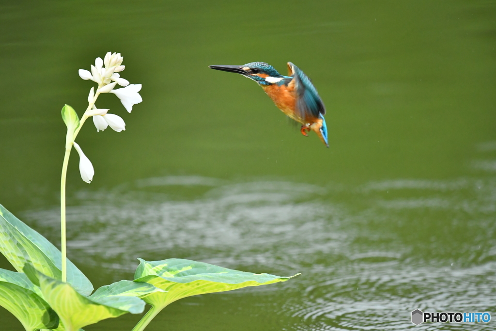 ギボシとカワセミ