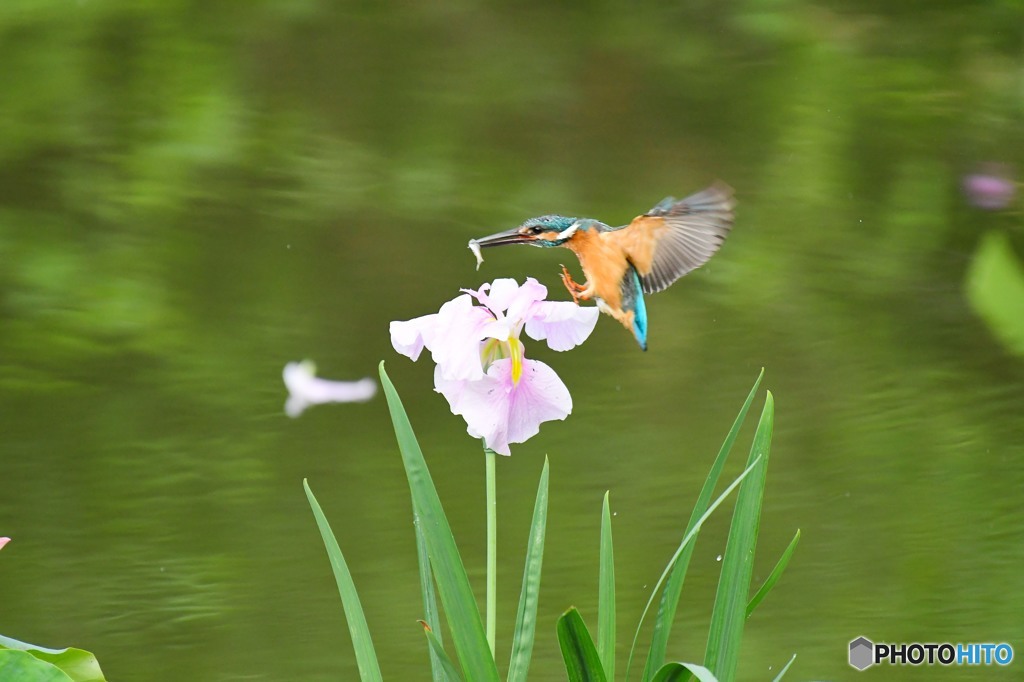 ハナショウブとカワセミ