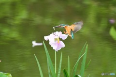 ハナショウブとカワセミ