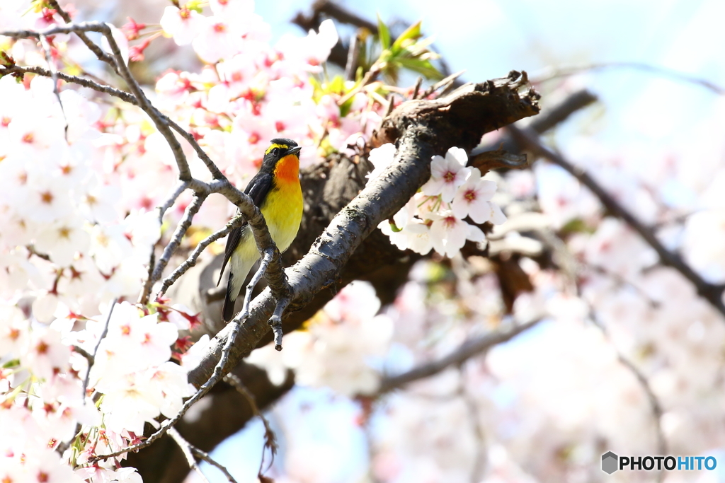 桜とキビタキ