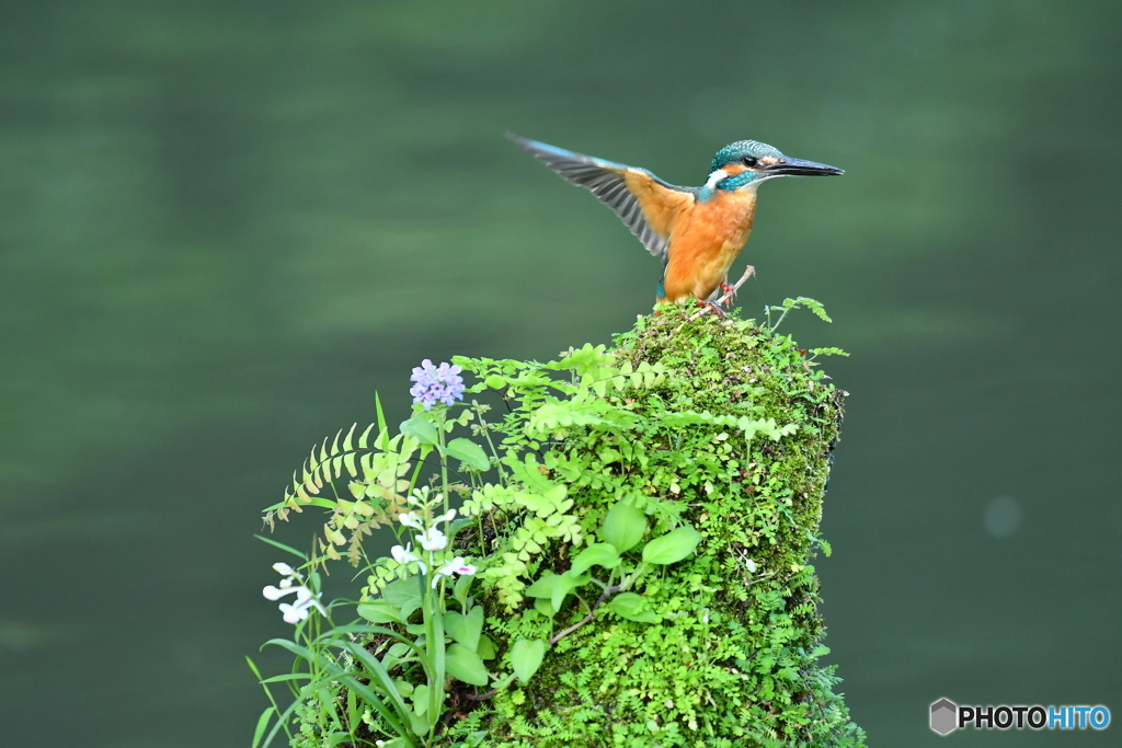 山野草とカワセミ