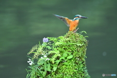 山野草とカワセミ