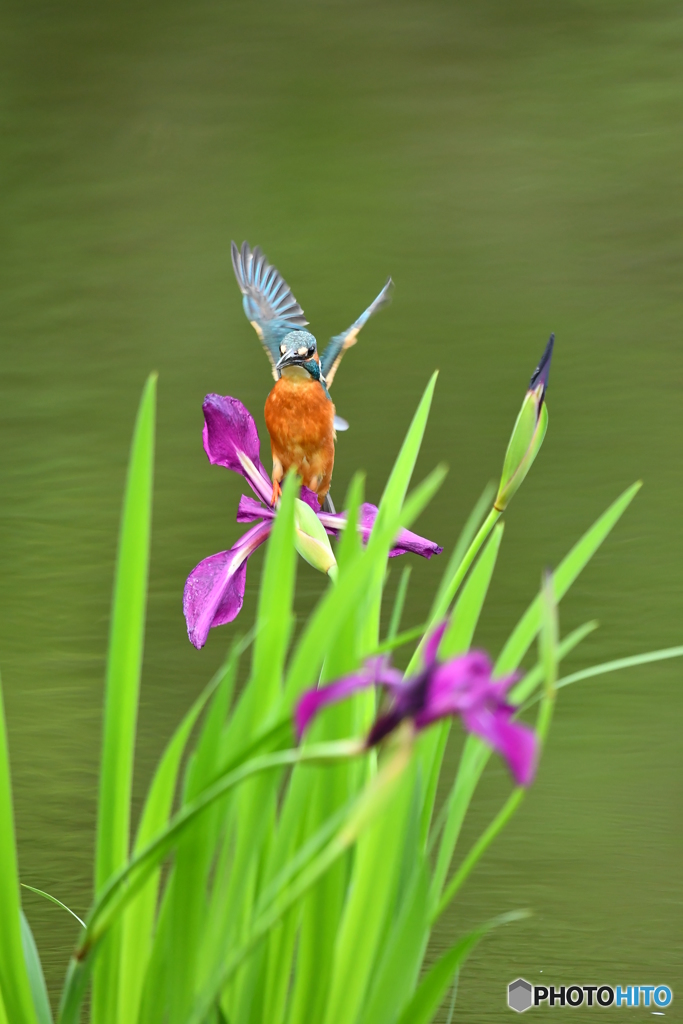 カキツバタとカワセミ